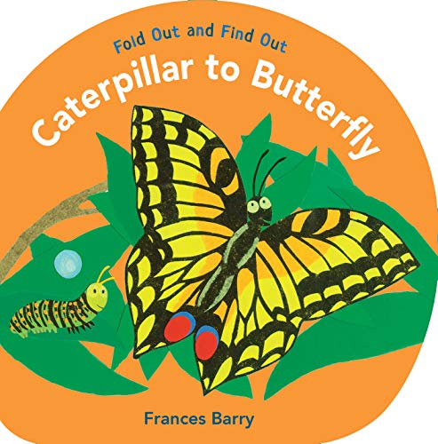 Caterpillar To Butterfly: Fold Out And Find Out #TOP26