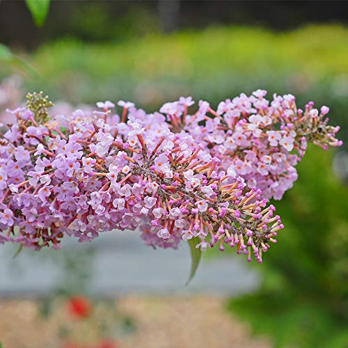 Buddleja Davidii Pink Delight Buddleia Butterfly Bush Hardy Shrub Attracts pollinators Candy Pink Fragrant Flowers 1 x 9cm Pot by Thompson and Morgan