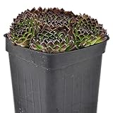 Miniature Fairy Garden Sempervivum, Fairy Glow, Hen & Chicks