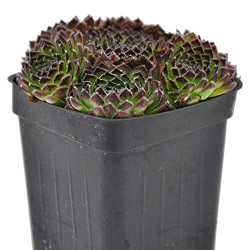 Sempervivum, Fairy Glow, Hen & Chicks for Miniature Garden, Fairy Garden