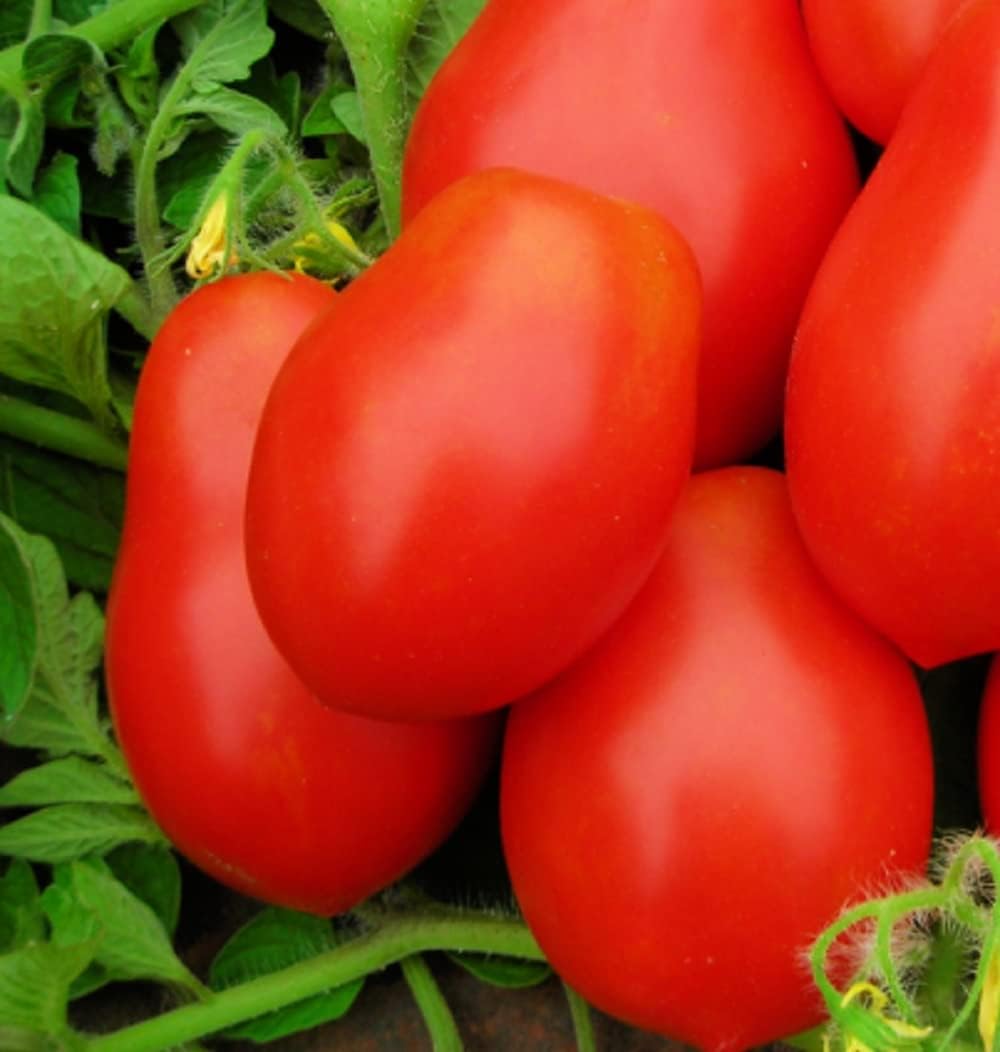 Vegetales