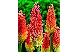 Seeds Fire Dance Red Hot Poker - Kniphofia - Perennial Flowers for...