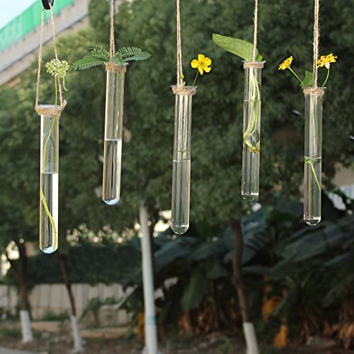 5 Stück Wandbehang Pflanzgefäße Glas Terrarien Reagenzglas für Anzucht Hydrokulturpflanzen Blumen Terrarium Rohr Vase für Heimdekoration Cover