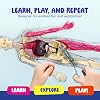Dan&Darci Human Anatomy Squishy Body Model - Science Kits for Kids Ages 4-8 - STEM Toys for 4 5 6 7 8 Year Old Boy Birthday Gift - Learning Educational Toys for Ages 5-7 Boys Gifts - Skeleton Parts