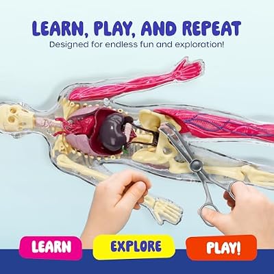 Dan&Darci Human Anatomy Squishy Body Model - Science Kits for Kids Ages 4-8 - STEM Toys for 4 5 6 7 8 Year Old Boy Birthday Gift - Learning Educational Toys for Ages 5-7 Boys Gifts - Skeleton Parts