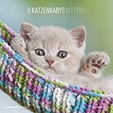 katzenbabys zu verschenken  Katzenbabys 2022 - Broschürenkalender 30x30 cm (30x60 geöffnet) - Kalender mit Platz für Notizen - Wandkalender - Wandplaner - Katzenkalender: by Sabine Rath