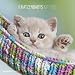 Produktbild Katzenbabys 2022 - Broschürenkalender 30x30 cm (30x60 geöffnet) - Kalender mit Platz für Notizen - Wandkalender - Wandplaner - Katzenkalender: by Sabine Rath