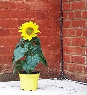 Amazon.es: GardenSeedsMarket - Jardinería: Jardín