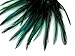 10 Pieces - Peacock Green Laced Long Rooster Cape Feathers Fly Tying Whiting BLW Rooster Saddle | Moonlight Feather