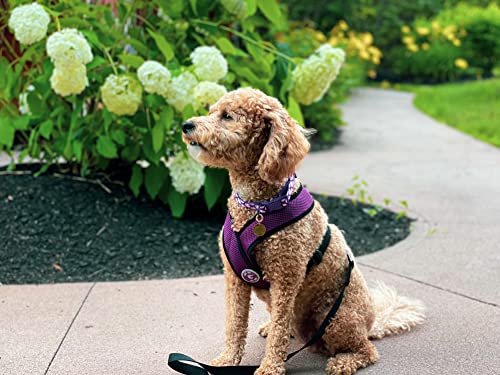 Gooby Comfort X Head in Harness - Purple, Large - No Pull Small Dog Harness Patented Choke-Free X Frame - On The Go Dog Harness for Medium Dogs No Pull or Small Dogs for Indoor and Outdoor Use by GOOBY - Image 2