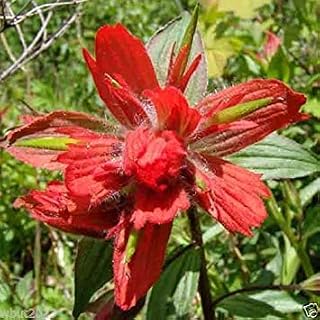 Giant Red Indian Paintbrush Seeds,Castilleja Miniata,Deep red usual color(30 Seeds)