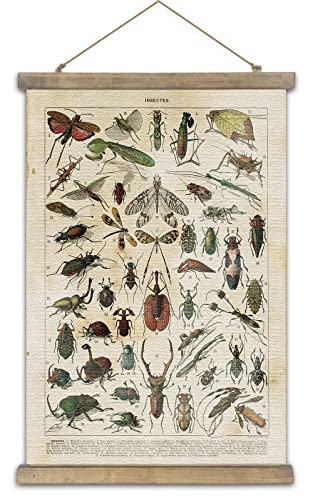 Shoxrem Vintage Poster,Rustic Art Prints, Retro Style Of Wall Hanging For Living Room Office Classroom Bedroom Playroom Apartment Decor. (Insects Entomology 1Panels, 16“ X 24”) #TOP3