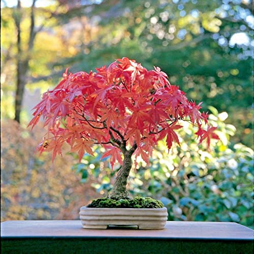 Srushti Traders Japanese Maple Bonsai Plant
