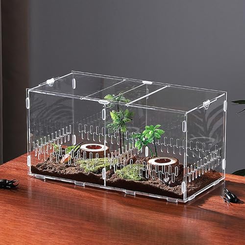 Enclos pour araignée sautante et décor naturel de sable sur votre bureau