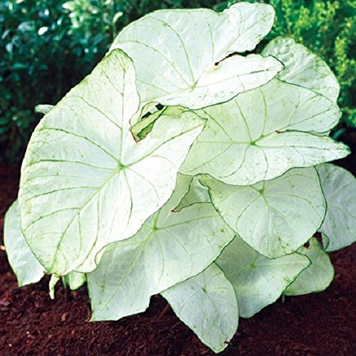 Caladium Florida Moonlight (18 Bulbs) Bright white foliage with pale green veins Now Shipping !