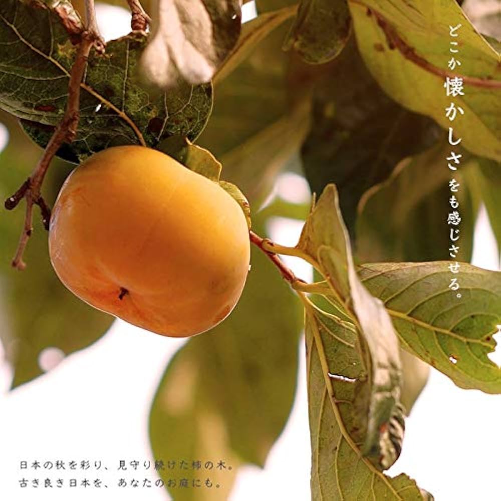 完全甘柿 貴秋柿 果樹 苗木 鉢ごと発送 柿 完全甘柿 貴秋 苗 販売 苗木部 By 花ひろばオンライン
