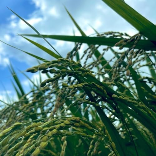 【#169】そろそろ新米の収穫が始まっちゃうよ