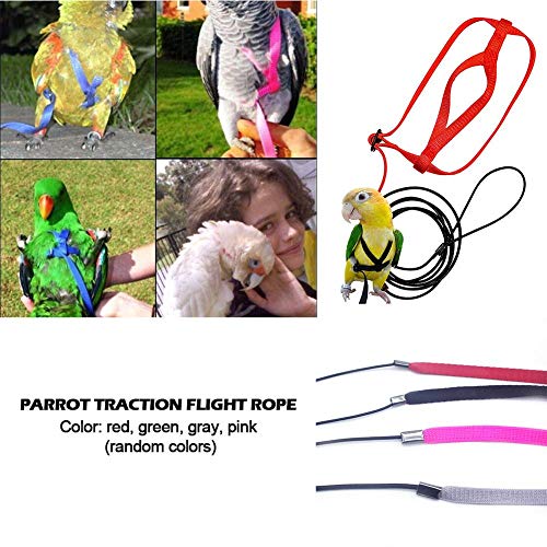 parrot harness and leash