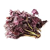 È una pianta molto conosciuta apprezzata.Questo porta molto colore al giardino