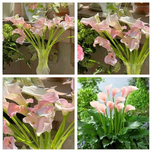 Hardy Perennial,Canna Plants UK, Excellent Display Calla Lily Bulbs - Assorted Colors Available - Multi-Bulb Set Ready to Plant-2bulbs-D