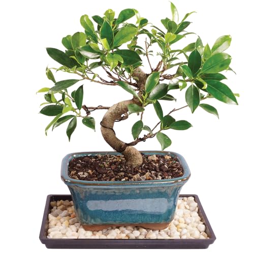 Brussel's Bonsai Live Golden Gate Ficus Indoor Bonsai Tree - Small, 4 Years Old, 5 to 8 In - Live Bonsai Tree in Ceramic Bonsai Pot with Humidity Tray