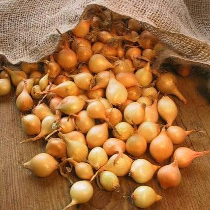 TomorrowSeeds Yellow Stuttgarter Onion Sets