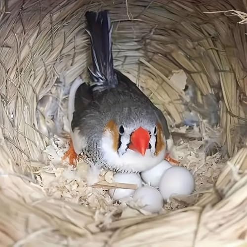 22 Stk Taubeneier,Gefälschte Eier für Vögel,Tauben falsche Eier,Simulierte Taubeneier Kunststoff,Eier für Taubenvögel,weiße gefälschte Eier,Künstliche Eier mit Taube,Gefälschte Vogeleier,weiß Bruteier