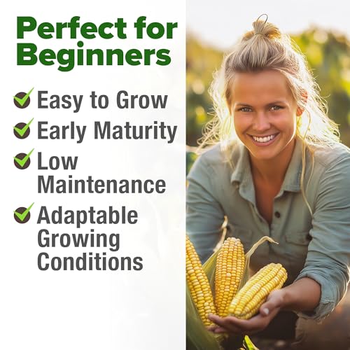 Image of HOME GROWN Golden Bantam Sweet Corn Seeds 200+ Heirloom Non-GMO Seeds for Planting, High Germination, Yellow Kernel Corn on the Cob, Early Summer Harvest, Easy to Grow Home Garden Crop (Zea mays)