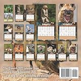 Zoom IMG-1 dumping animals calendar hilarious for