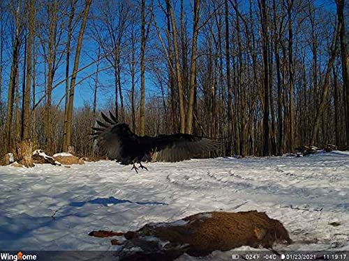 WingHome 630 Wildkamera,Trail-Kamera, Rehjagd Überwachungskamera, Zubehör mit Leica M6, 0,4s...