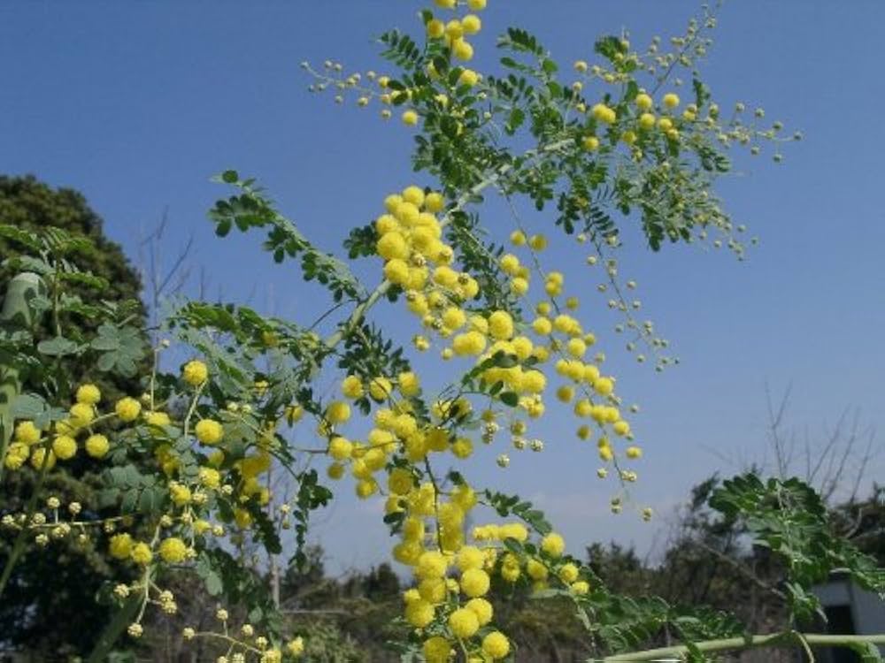 アカシア　スペクタビリス　大苗　来春開花株　1鉢限り　在庫なし 今回は剪定！ 2025.5.17 🌱アカシア・スペクタビリス🌱の 強剪定