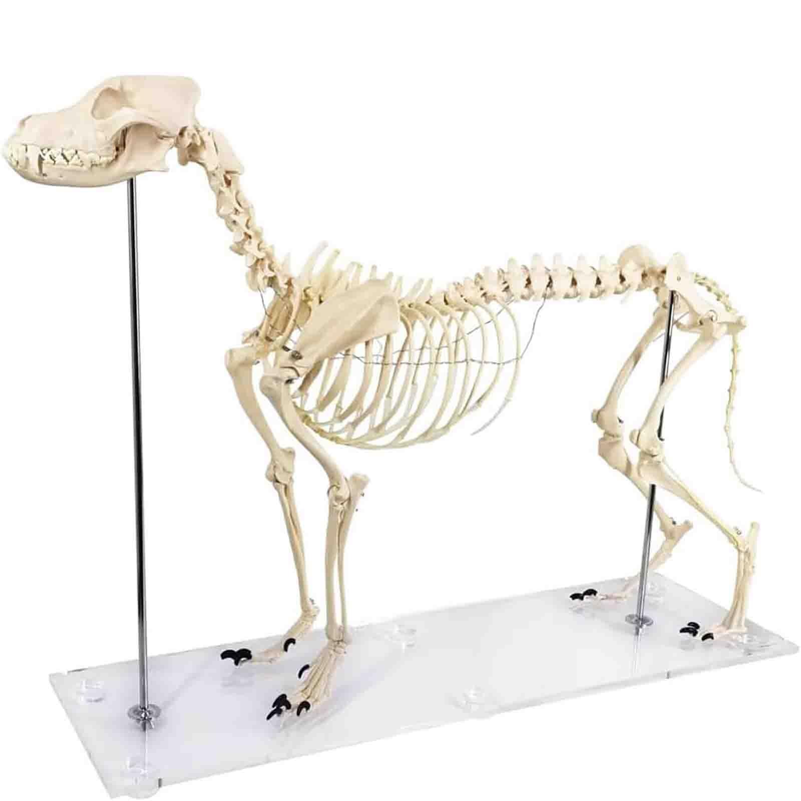 Model szkieletu dużego psa – medyczny model anatomiczny psa | Animal Specimens Dog Skeleton Anatomy 93 * 38.5 * 82.5 CM Professional Veterinary Model on Base