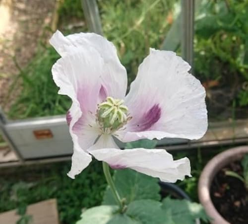 White Pink Poppy Flower Plant sow Rare Wilflower Seeds Flower Seeds by AlpSeeds (200 Seeds)