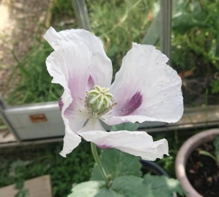 Poppy Flower Seeds Mix, Papaver Rhoeas, Dwarf and Tall Varieties, Blue, Grey, Orange, Red (Pink Poppy, 100g)