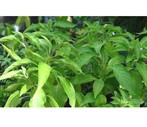 Plant House Live Vana Tulsi/Holy Basil Medicinal Plant with Pot (B07K268QDH) Amazon Price History, Amazon Price Tracker