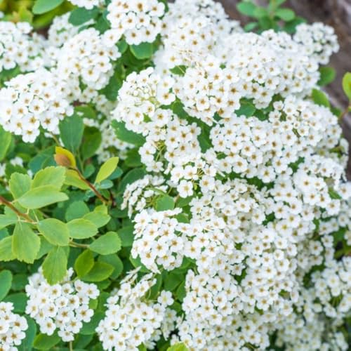 Direct Gardening Snowmound Spirea Dormant Bare Root White Flowering Starter Shrub