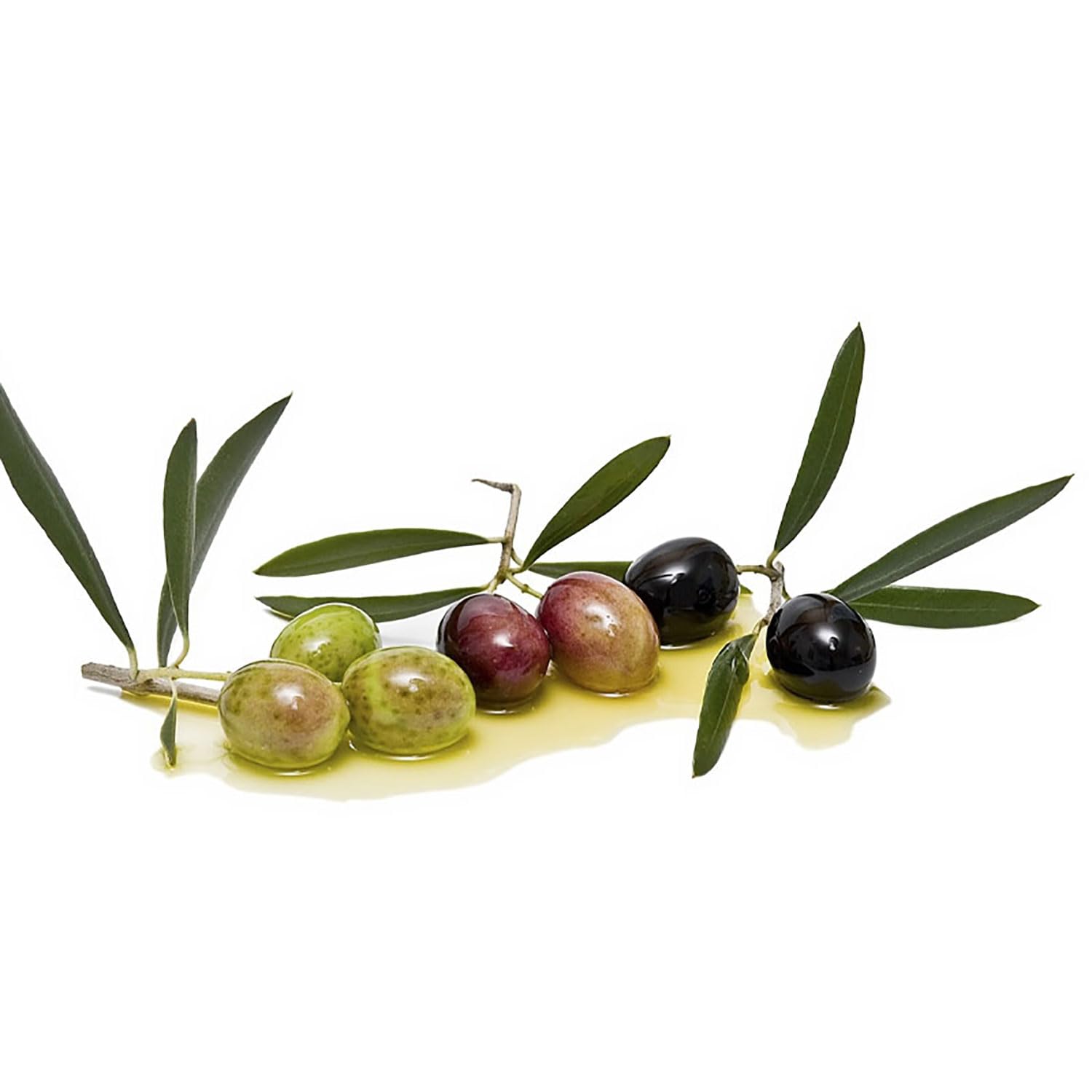 SAVINI VIVAI Obstpflanzen Arbequina Olivenpflanze in Phytocell, 1 Jahr  Veredelung, Hhe 110150 cm, hergestellt in Italien : Amazon.de: Garten