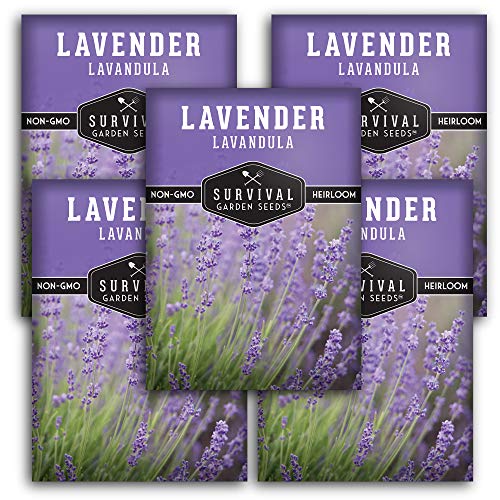 English Lavender Seeds for Planting (Lavandula angustifolia) – Edible Culinary Herb with Fragrant Blooms, Hardy Perennial for Outdoor or Indoor Gardens – Survival Garden Seeds (5 Packs)