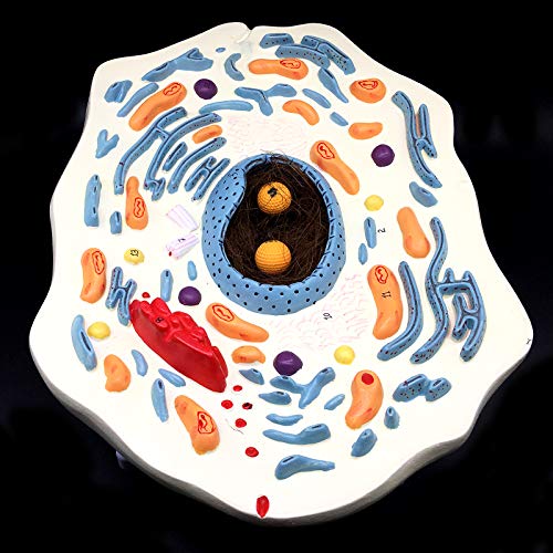 20000X Enlarged Animal Cell Model Anatomically Accurate Cell Model Anatomy for Science Classroom Study Display Teaching Medical Model