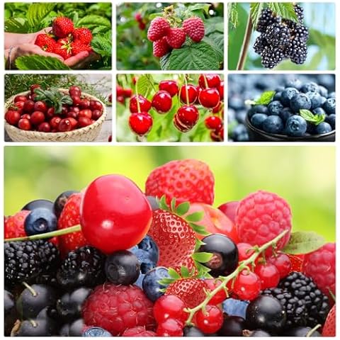Breoudo 1200+ Mixed Fruit Seeds Cover