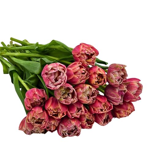 KaBloom - Bouquet of Fresh 20 Peony Pink Tulips...