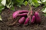 2 Purple Sweet Potato Slips for Planting - Grow Your Own Purple Sweet Potatos
