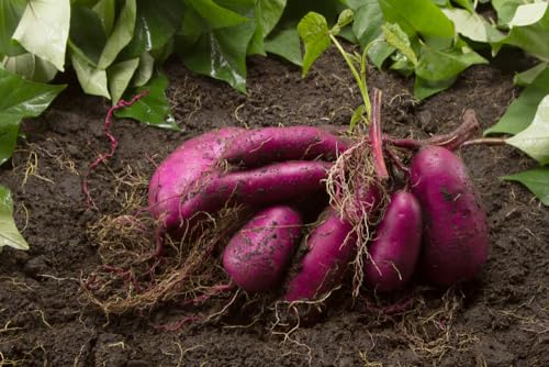 2 Purple Sweet Potato Slips for Planting - Grow Your