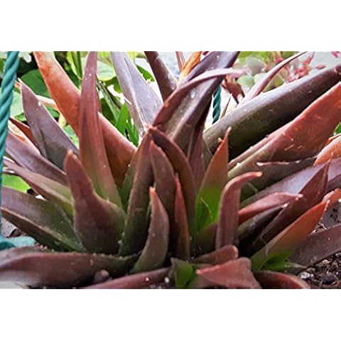 Black GEM Aloe Vera Clump Forming Non Hardy Succulent Useful Plant in Non Common Form in 7CM Pot Cover