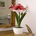 Amaryllis Showmaster 22/24 - 1 flower bulb