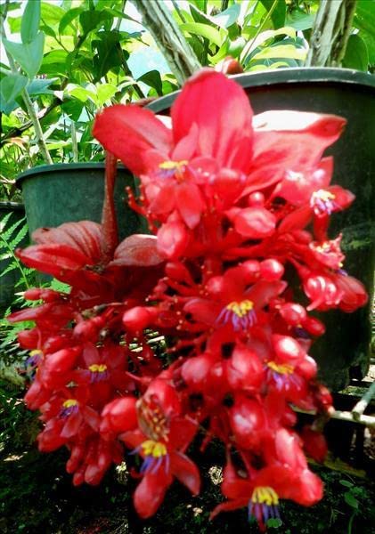 ROYAL LAND Medinilla Magnifica Showy Asian Grapes Crimson medinilla flower Plant 1 Healthy Live Plants (B09XK2P8ZG) Amazon Price History, Amazon Price Tracker