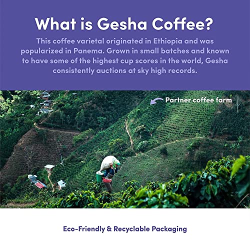 Bean & Bean Panama Gesha – Roast To Order Green Tip Geisha Coffee Beans – Sweet And Floral Freshly Roasted Whole Coffee Beans, 8Oz #TOP2