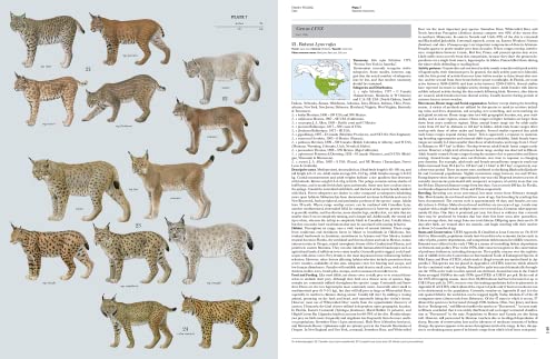 Handbook of Mammals of the World, Vol. 1: Carnivores - Image 6