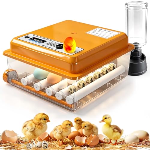 Incubadora Huevos Gallina, Incubadoras De Huevos Automaticas Con ...