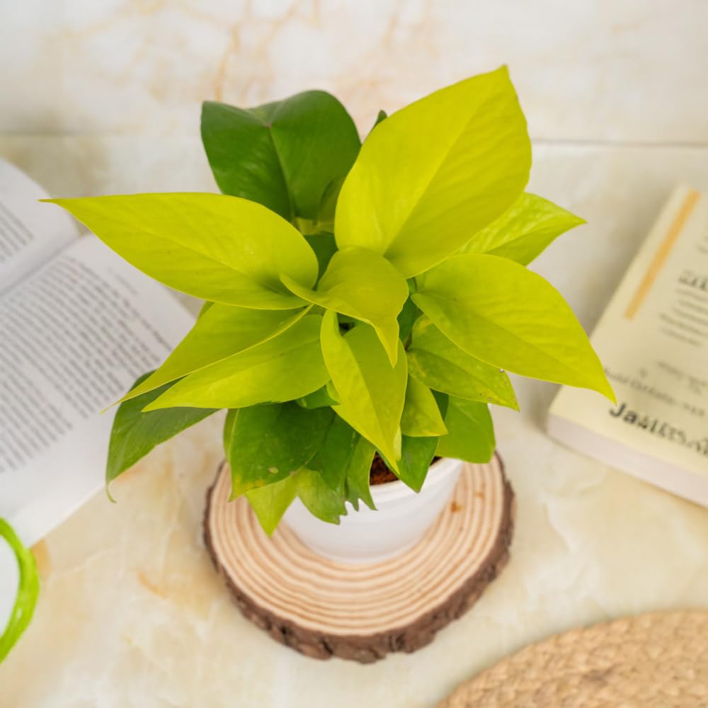Treevayu Money Plant Golden 3